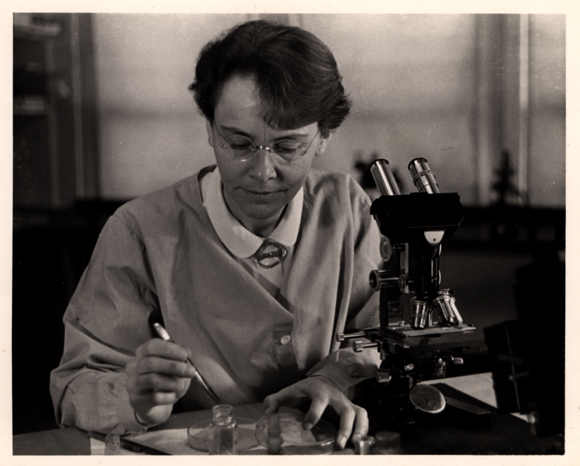 NLM Profiles in Science: Barbara McClintock in lab